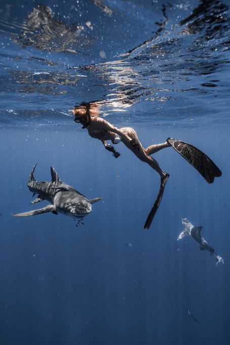It was a full-moon frenzy this past Friday with my finned friends 🦈 https://t.co/SIY3lgNwry<a href="/tag/tgif"class="tags"><span>#tgif</span></a>