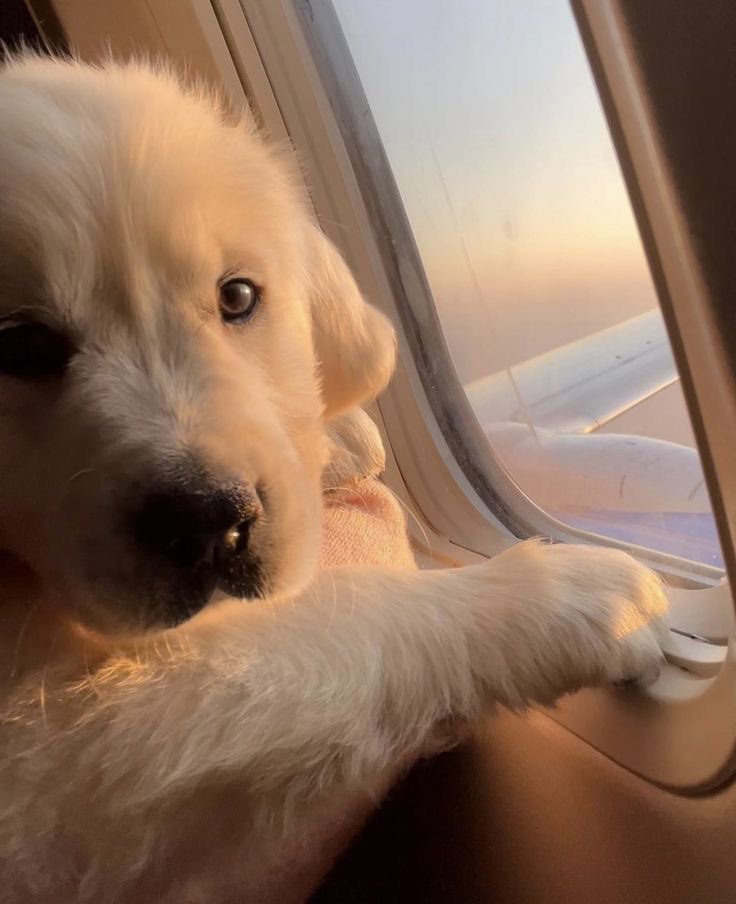 ✈️