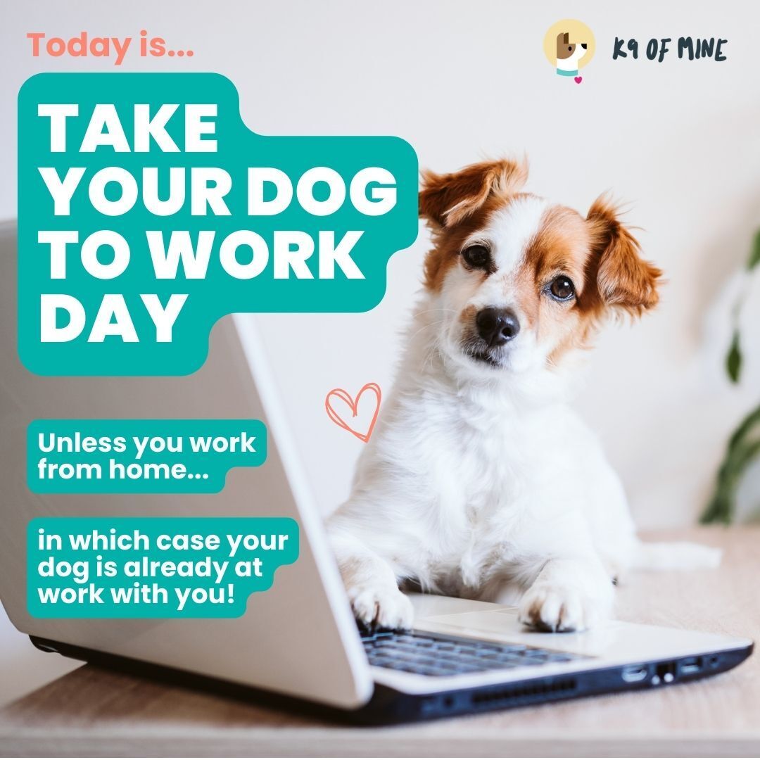 K9OfMine's tweet photo. June 24th is Take Your Dog to Work Day! If you're headed into the office, bring your pup along. Is your office pet-friendly? https://t.co/LbesDyOt7p