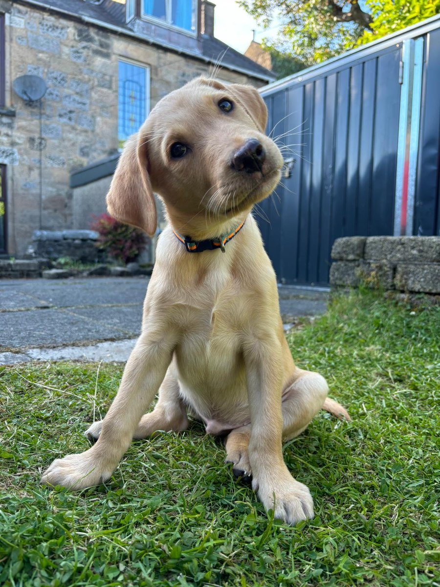 I don't have a Jay Slater 'latest' update. I'm just posting this to give you a break from p*rn. 

Here's a picture of my puppy.

You're welcome. 

#jayslater #tenerife #puppy