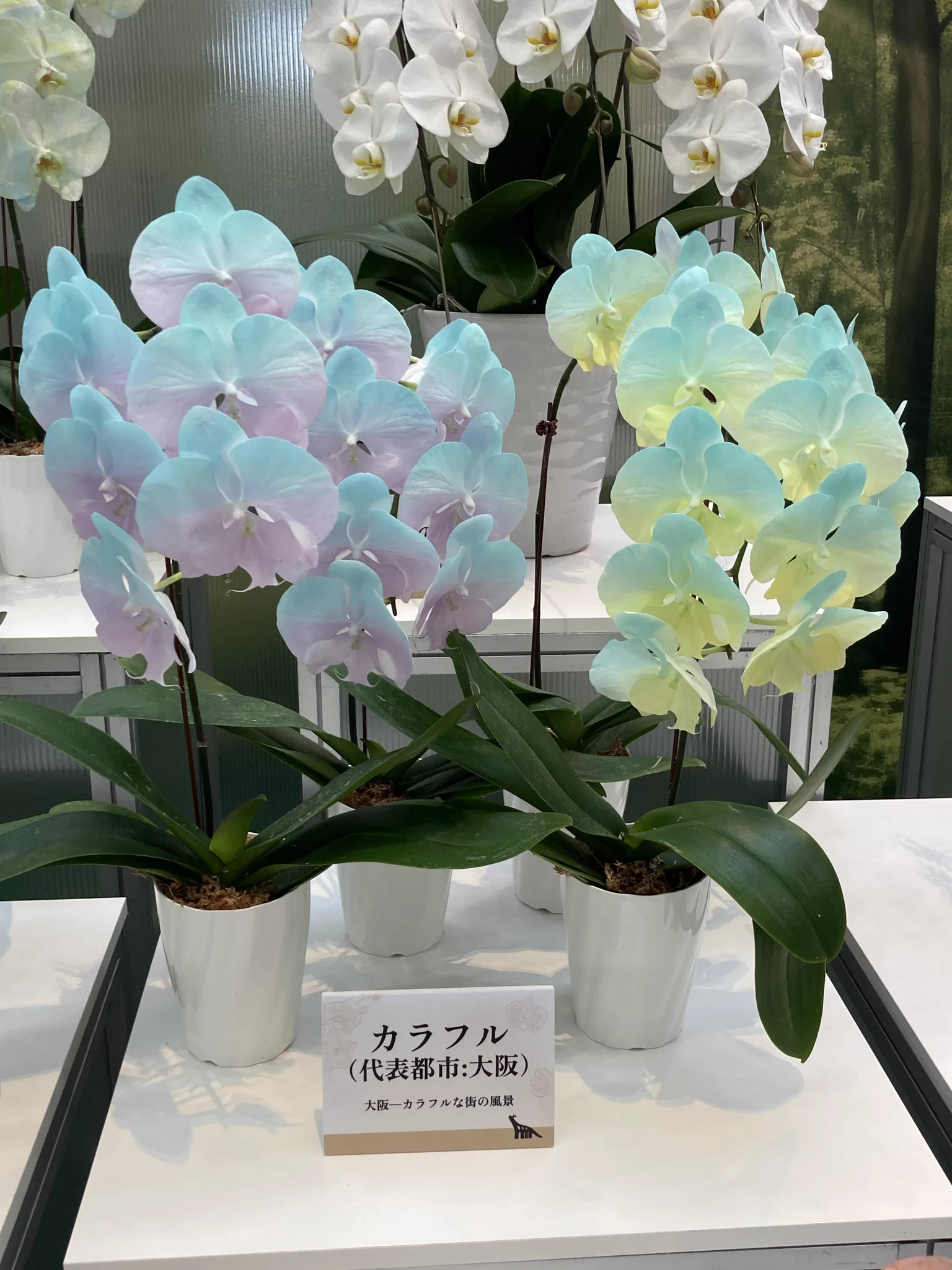 台湾の可愛い「蘭獣」が大阪万博で大人気 ぬいぐるみ欲しがる声続々