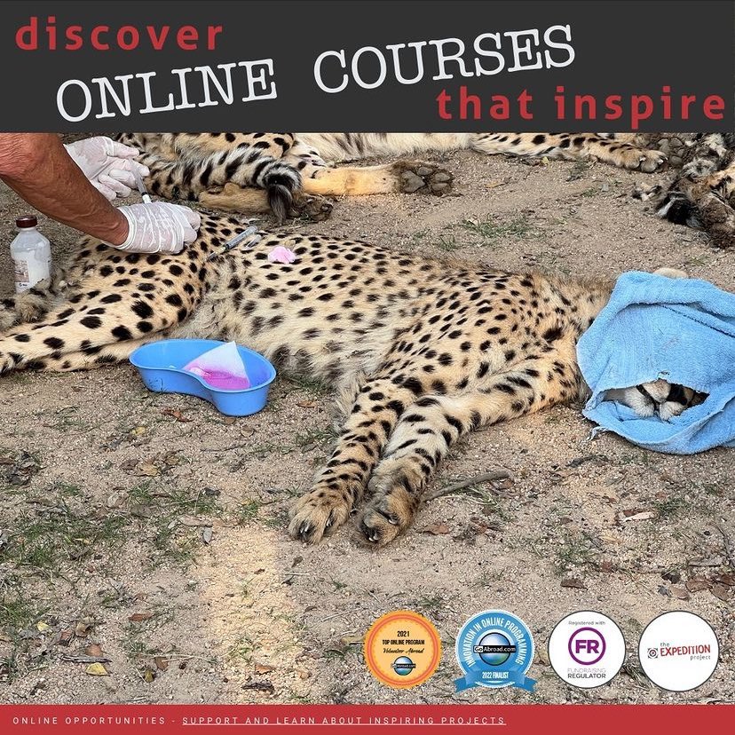 Check out our award-winning online courses in wildlife, conservation, and community development! Created by South African projects, you can choose topics, prices, and organizations that interest you. Learn anywhere, anytime.

Start now: theexpeditionproject.com/new-online-cou…