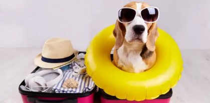 PetRelocator's tweet image. 🚗 On the road with pets? Never leave them alone in a parked car—temperatures can soar dangerously fast.  #PetSafety #SummerPets #PetRelocation #PetRelocation #petshippingexperts #petshipping #DogShipping #militarypcs #dogtransport #pettransport #7daysofheatawareness