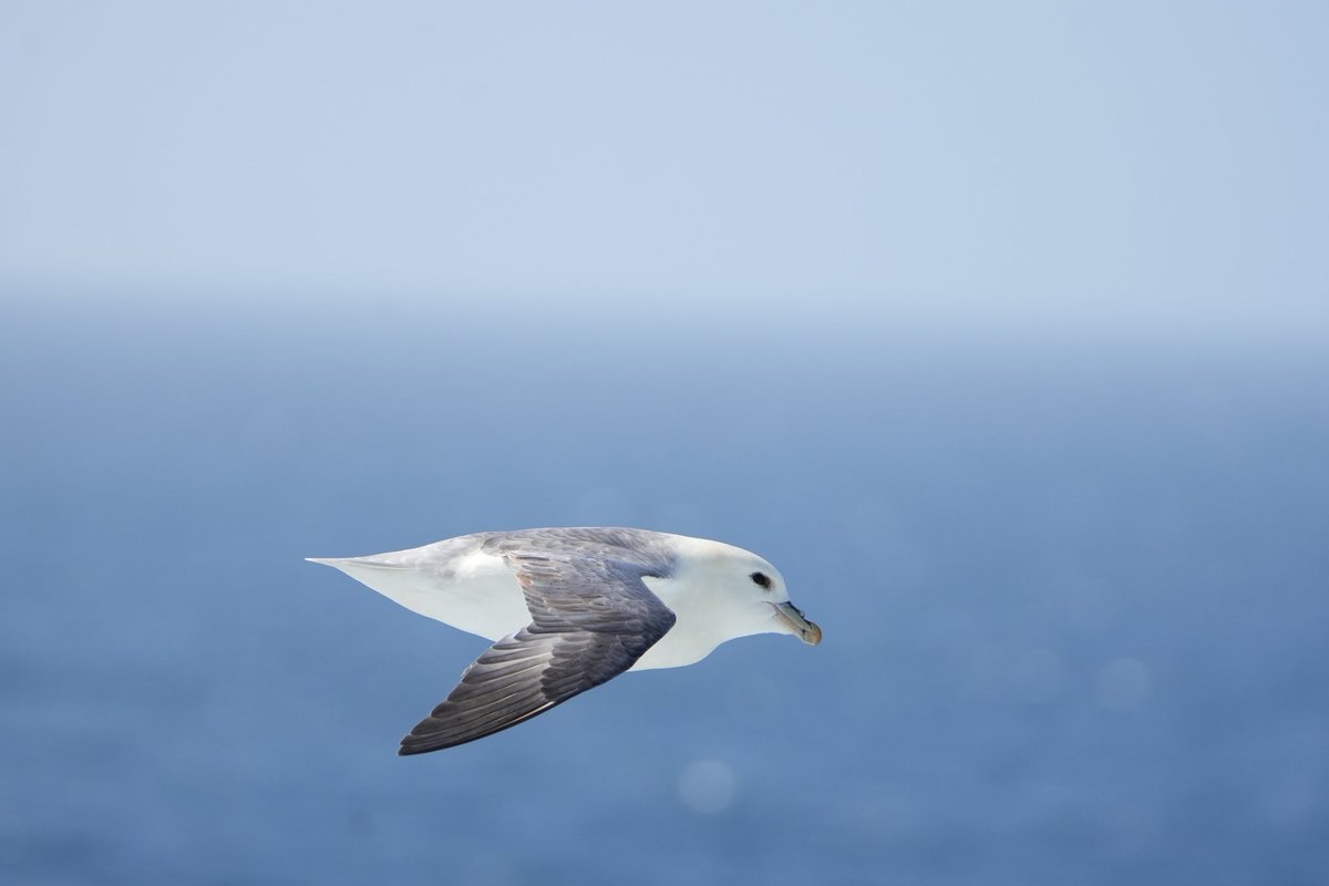 Mee vliegende Jan van gent en Noordse stormvogel op oog hoogte kunnen fotograveren onderweg naar de Faroereilanden dat leverd mooie plaatjes op!
#vogels #birdpix <a href="/VroegeVogels/">Vroege Vogels</a> <a href="/vogelnieuws/">Vogelbescherming NL</a>
