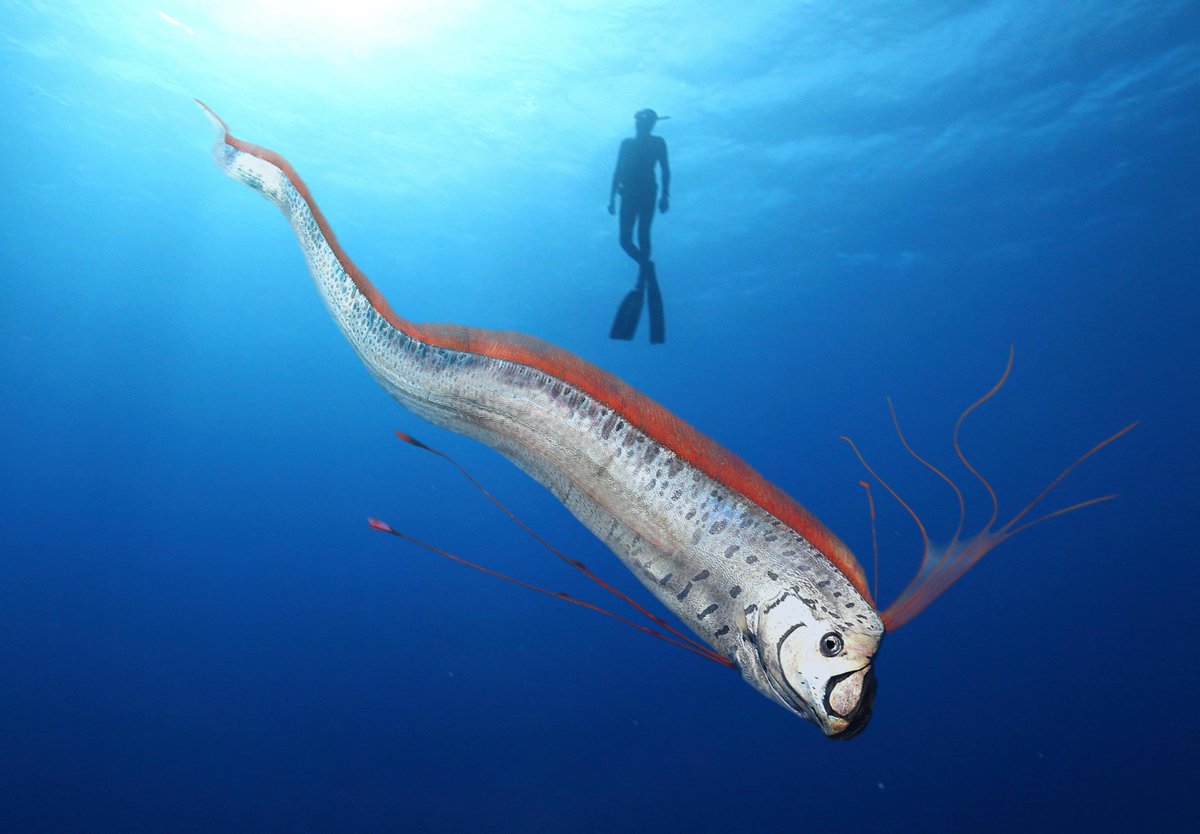 OarfishCouncil's tweet photo. Happy World #Oarfish Day! https://t.co/eWu3XFFEPc