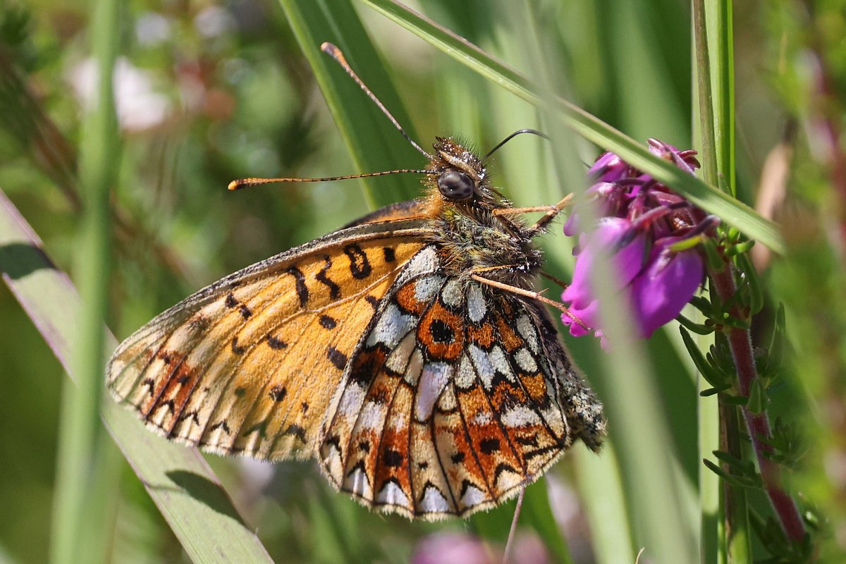 TeeJay811's tweet photo. Fen Bog this morning. Golden-ringed Dragonfly, Keeled Skimmer?, Southern Hawker, Small Pearl bordered Fritillary, Common Blue, Small Heath, Large Skipper, Ringlet @BC_Yorkshire @BDSYorkshire https://t.co/KICY7kRaIb