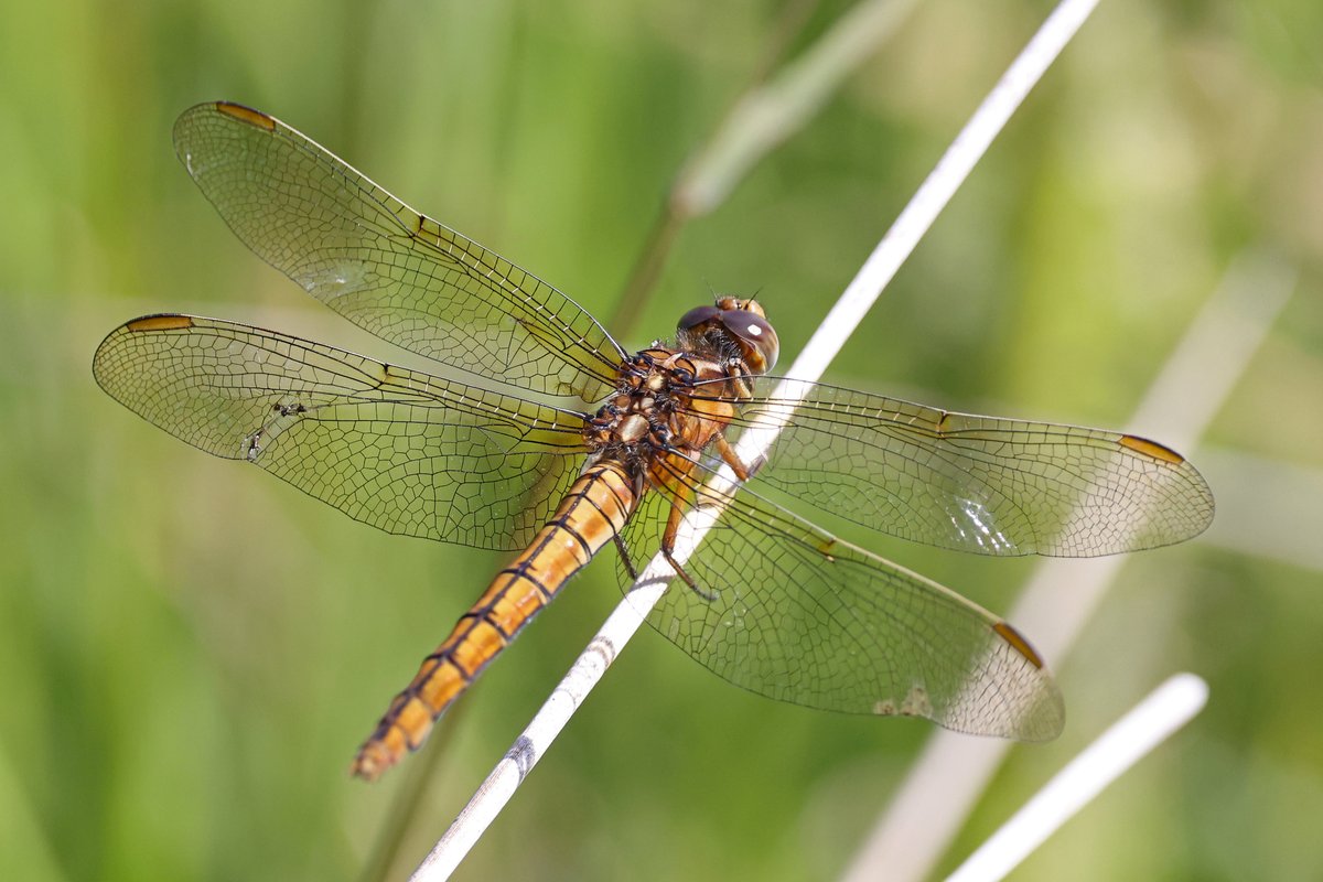 TeeJay811's tweet photo. Fen Bog this morning. Golden-ringed Dragonfly, Keeled Skimmer?, Southern Hawker, Small Pearl bordered Fritillary, Common Blue, Small Heath, Large Skipper, Ringlet @BC_Yorkshire @BDSYorkshire https://t.co/KICY7kRaIb