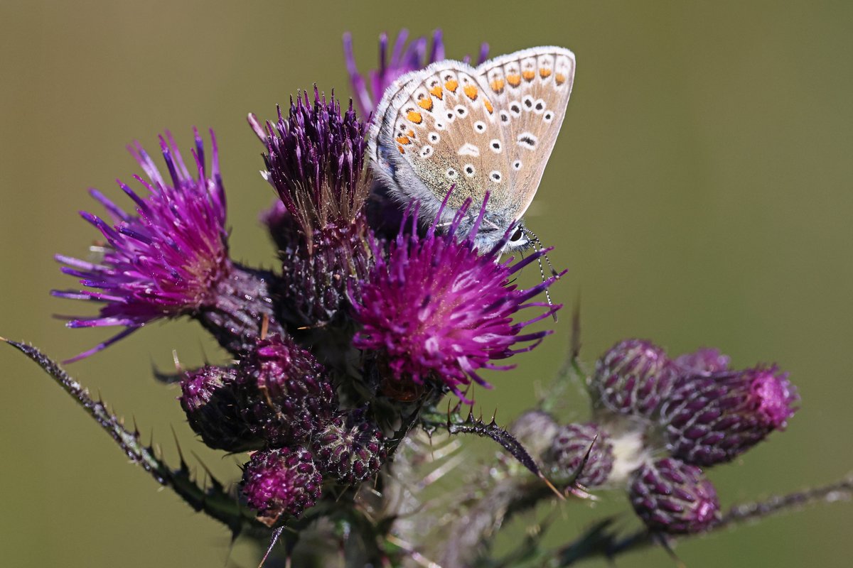 Fen Bog this morning. Golden-ringed Dragonfly, Keeled Skimmer?, Southern Hawker, Small Pearl bordered Fritillary, Common Blue, Small Heath, Large Skipper, Ringlet <a href="/BC_Yorkshire/">Butterfly Conservation Yorkshire</a> <a href="/BDSYorkshire/">York. Dragonfly Grp.</a>