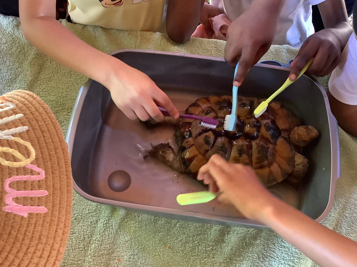 Woden Primary tweet media