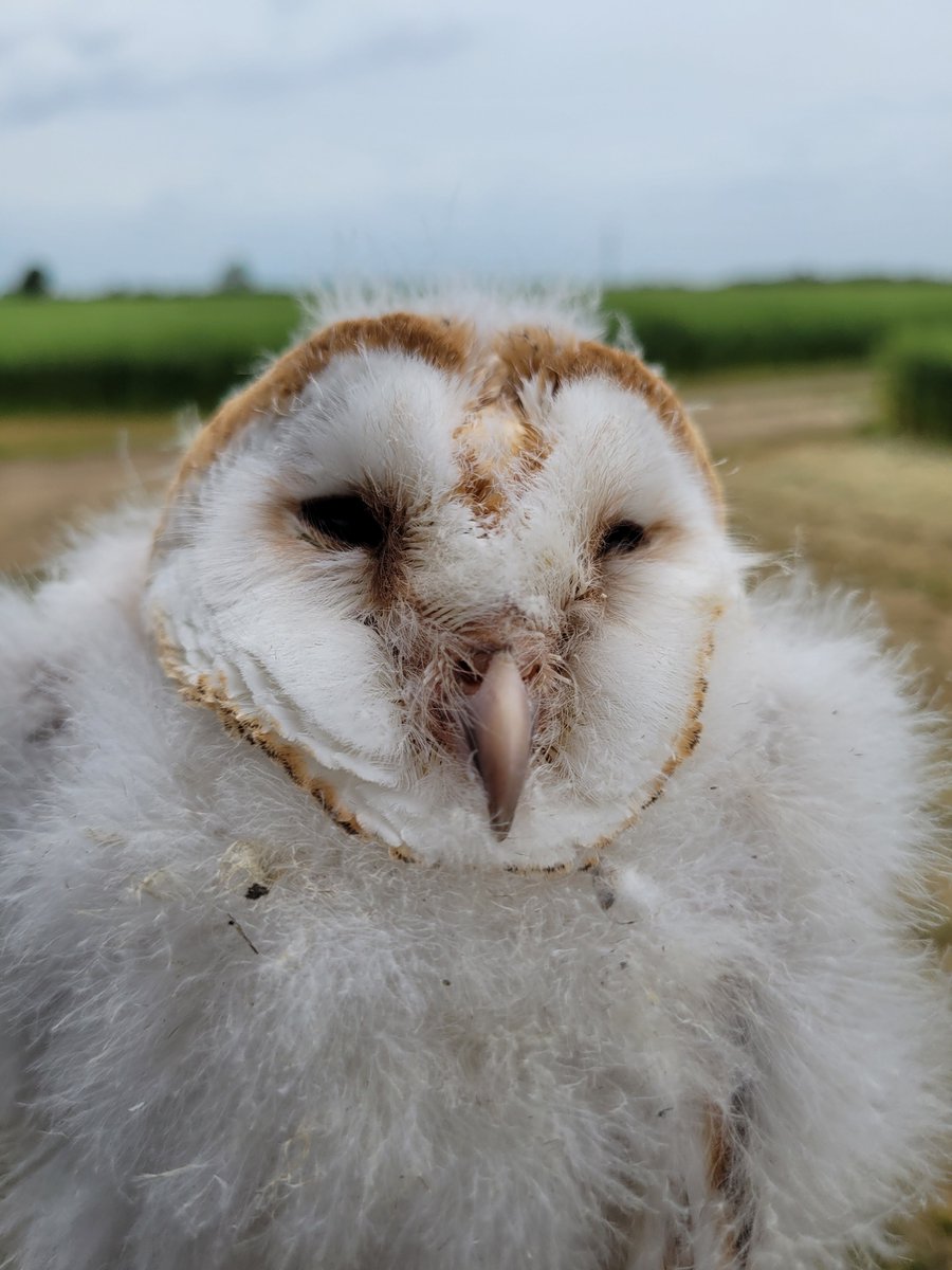 🦉We have a couple of owl boxes on our HQ trial grounds between Cambridge and Histon, and this year they've produced seven youngsters between them! Last week they were fitted with rings by licensed bird ringers.