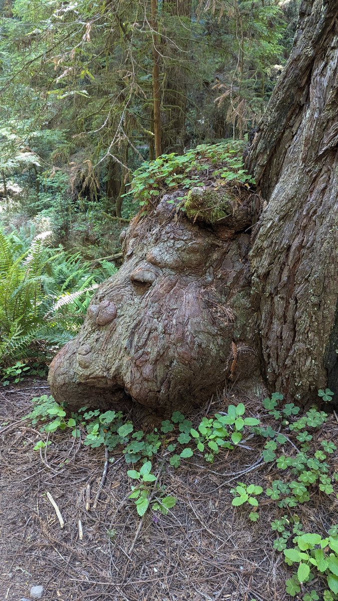 MockTurtlePower's tweet image. A troll I found in the Redwoods yesterday