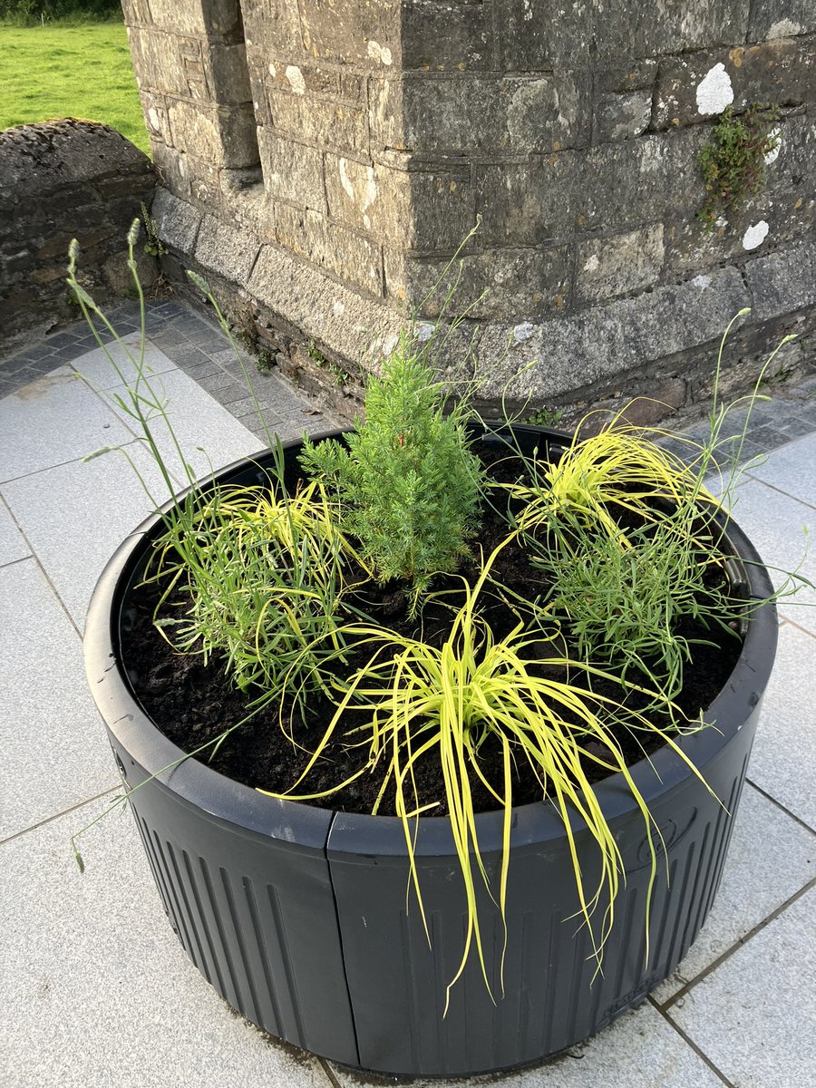 Ferns - Fearna Mór tweet media
