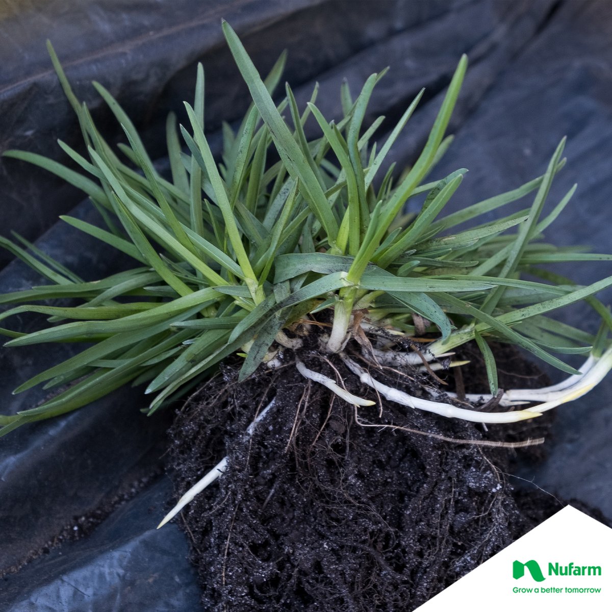 NufarmUK's tweet photo. Weeds are the reason we do what we do so we definitely know a thing or 2 about them. We have put together a substantial weed guide on our website and   can offer a range of solutions for each of them.
 
Discover more here: https://t.co/pplZqkNT7a
 
 #weedmanagement #grassmanship https://t.co/29GyDg1W7w