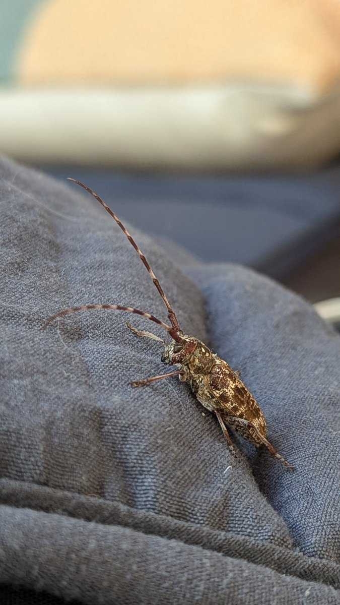 MockTurtlePower's tweet image. Woke up spooning with a three-inch longhorn beetle 🪲