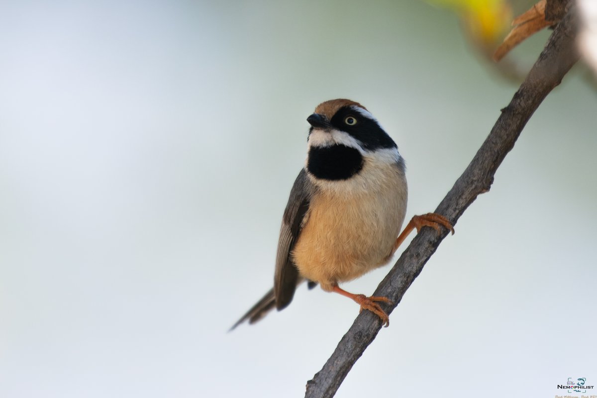 Black Throated Tit. Clicked in Munsiyari with <a href="/siddisimple/">Sid the Birder</a> 

#IndiAves #TwitterNature
#ThePhotoHour #birdsphotography #birding #BBCWildlifePOTD <a href="/rawbirds/">RAW BIRDS Nature Photography</a> <a href="/birdsofhimalaya/">Himalayan Feathers</a> <a href="/birdsonstamps/">Birdsonstamps</a>