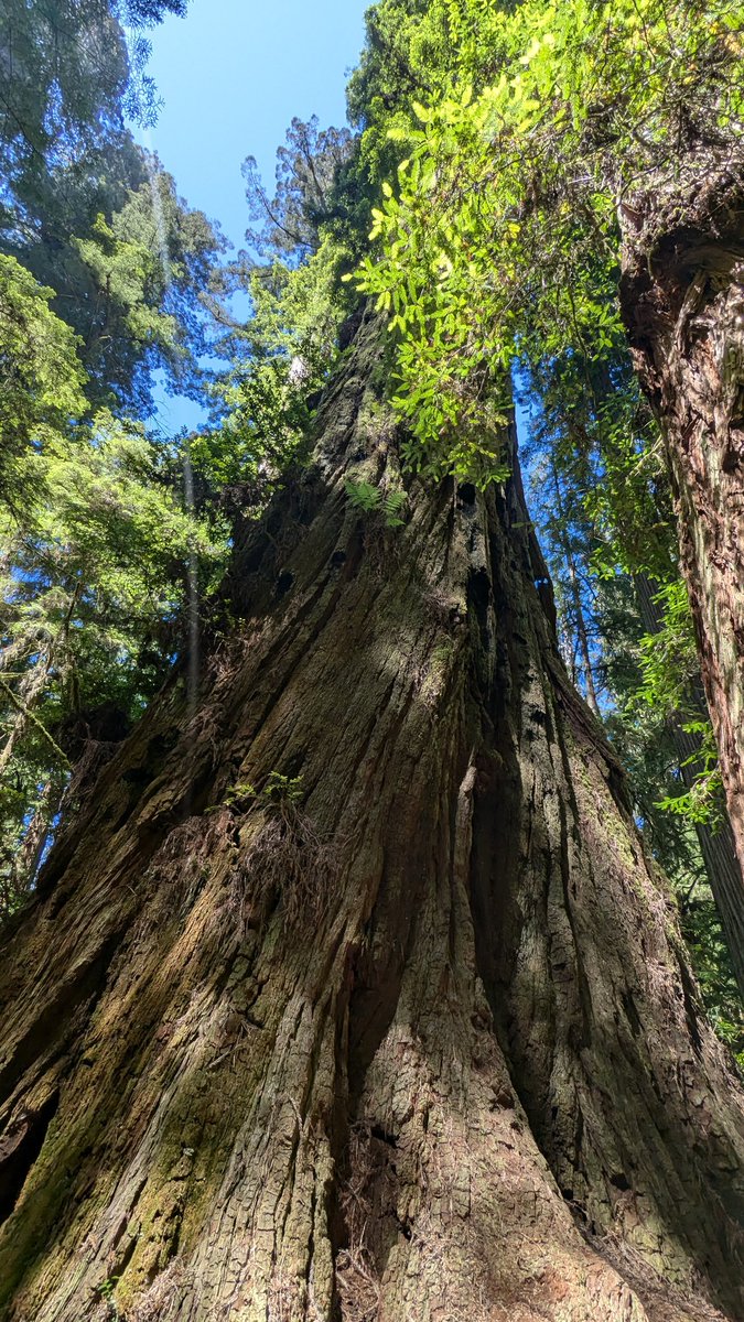 MockTurtlePower's tweet image. The Redwoods are my happy place