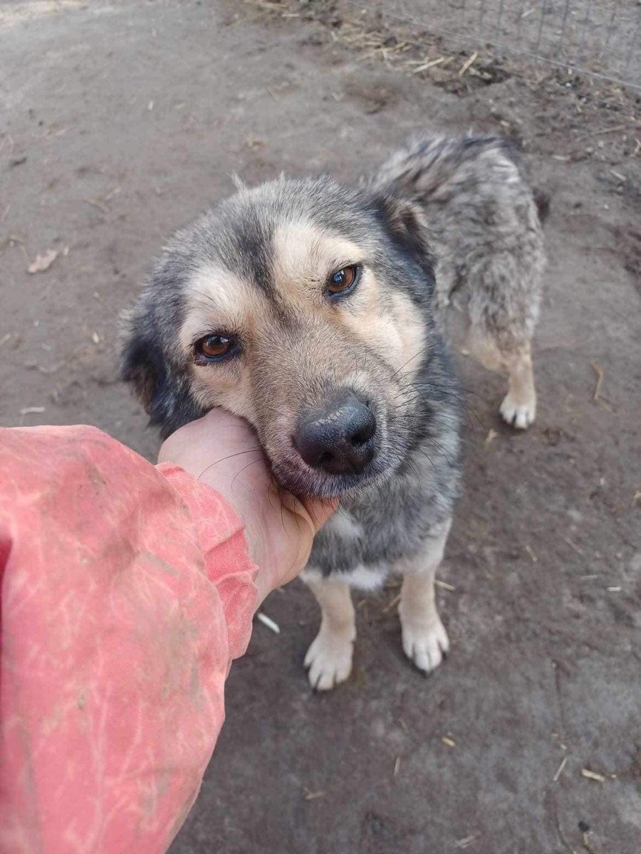 Hi, I’m Benji and I’m a love bug 🥰 I just want to be fussed and cuddled - if you pick me I’ll snuggle up to you all the time. I’m only 2 and I have so much love to give a lucky family somewhere. Please share me 🙏
pawprints2freedom.co.uk/adopt
#adoptable #adoptme