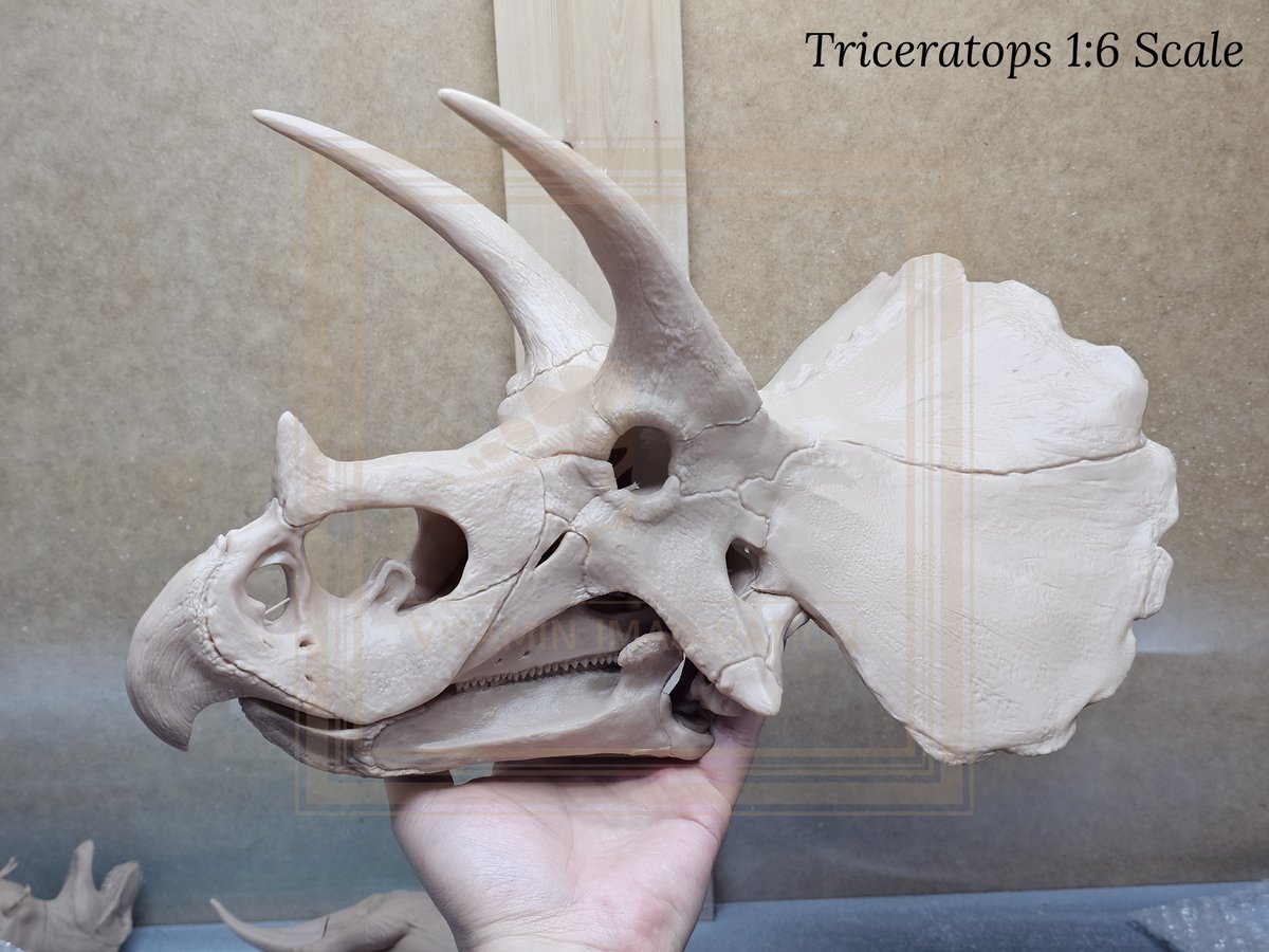 오늘 도착한 출력물들입니다. 

SUE 1:15 전신골격 
트리케라톱스 1:6 두개골 
켈렌켄 1:6 두개골
넓적부리황새 1:6 두개골
토로보사우루스 1:20 
모사사우루스 짝짓기 1:35 

Print by 3D프린팅 글룩 GLUCK

#Shoebill #Kelenken #Torvosaurus #Mosasaurus #Triceratops #Trex