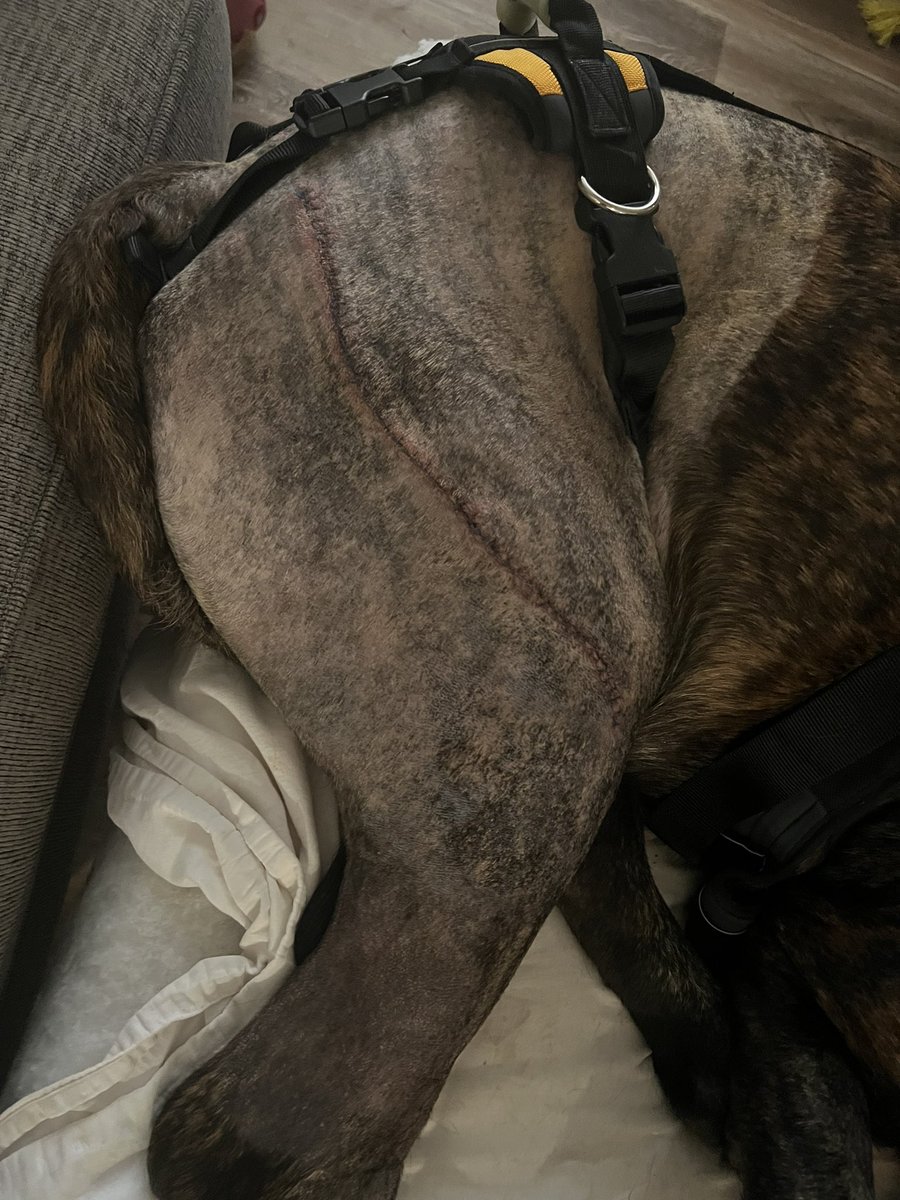 CannaCrypto420's tweet photo. Sold all my @JupiterExchange airdrop the week of

NOT because I wanted to

I’m so thankful for that airdrop, it actually saved my Service Animals life

He was hit by a drunk driver and spent 3 days in the ER before being transferred for surgery

$JUP saved my boy https://t.co/m9nsoAjRjg