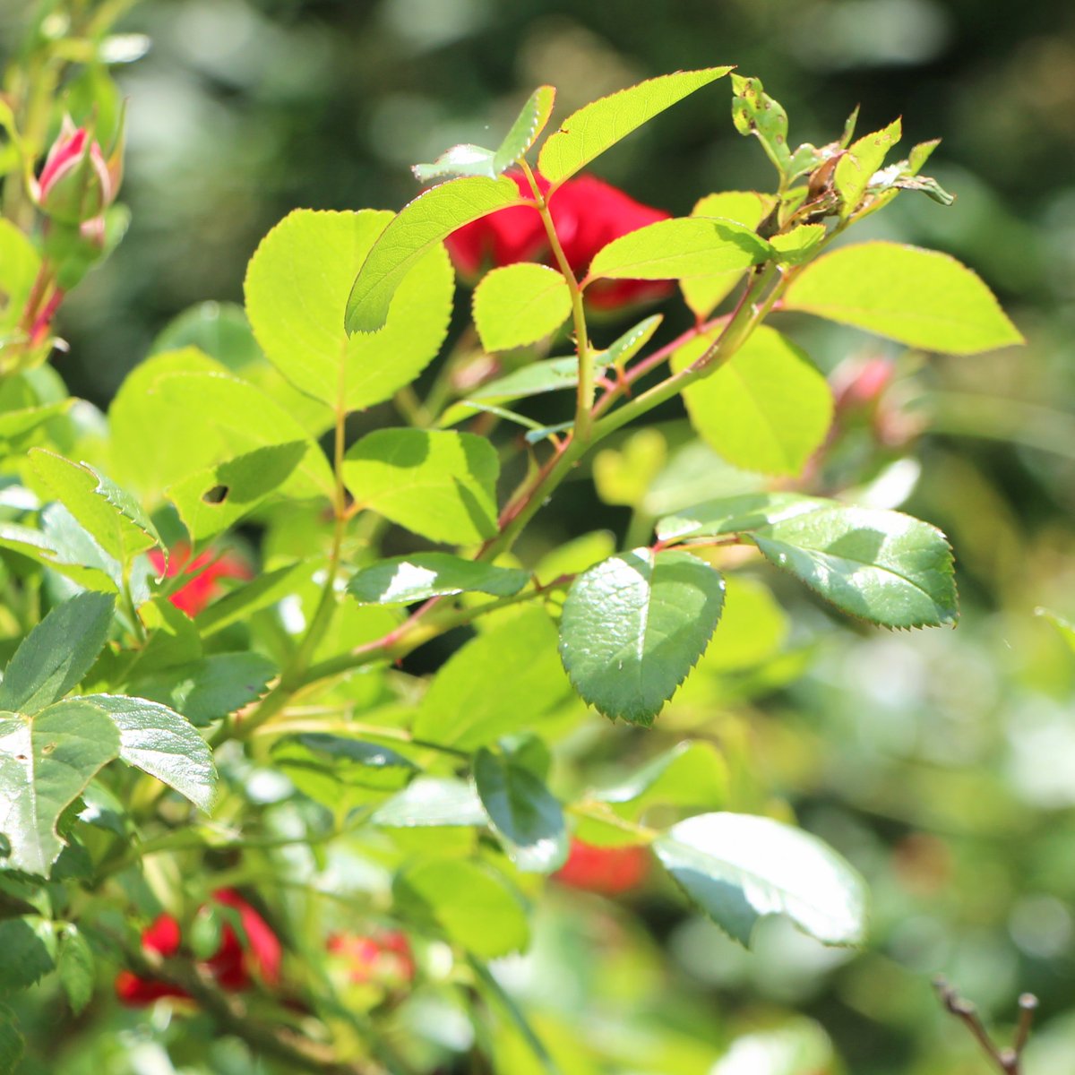 #キリトリセカイ
バラの葉🌈