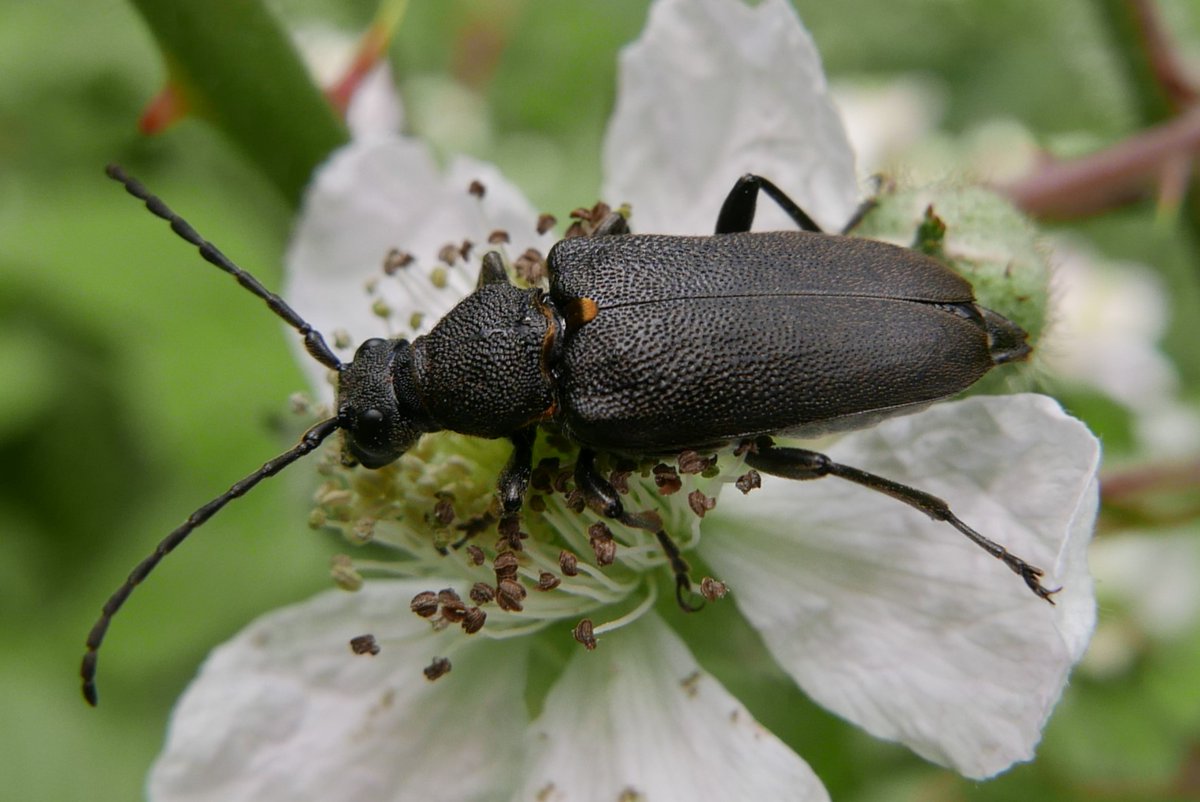 Simon Knott (@sjbknott) on Twitter photo Stictoleptura scutellata today feeding on Bramble (Rubus sp.) in Bengeo garden, magnificent nationally scarce longhorn beetle. Hertford to Broxbourne area is one of their few hotspots in UK. <a href="/NLonghornRS/">National Longhorn Beetle Recording Scheme</a> <a href="/hertsbna/">BNA – Herts branch</a> #Cerambycidae #saproxylic Stictoleptura scutellata today feeding on Bramble (Rubus sp.) in Bengeo garden, magnificent nationally scarce longhorn beetle. Hertford to Broxbourne area is one of their few hotspots in UK. <a href="/NLonghornRS/">National Longhorn Beetle Recording Scheme</a> <a href="/hertsbna/">BNA – Herts branch</a> #Cerambycidae #saproxylic