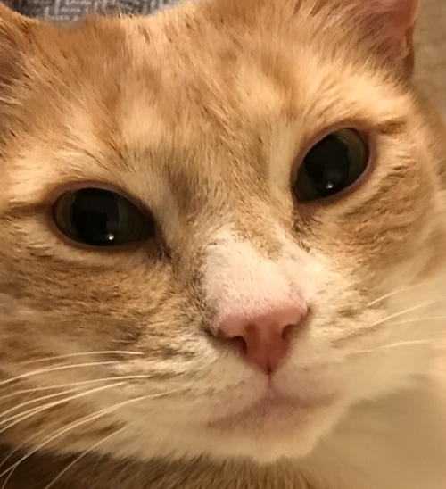 NinaSnapdragon's tweet photo. Support Nikki's Feline Friend's Recovery https://t.co/1qjQR4oXVi  My sister's cat is ill and she desperately needs help paying for his care. If you can, please donate... https://t.co/ArRniPQn5e