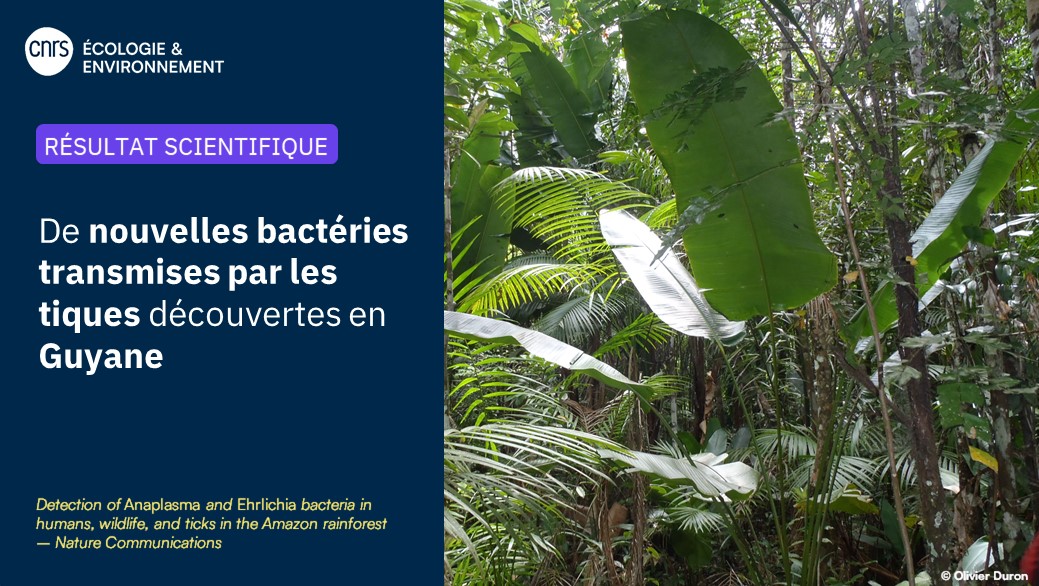 #RésultatScientifique 🔎

🦠 De nouvelles espèces de bactéries des genres Anaplasma et Ehrlichia ont été observées pour la première fois chez les tiques guyanaises, et pourraient potentiellement être transmises aux humains.

▶️inee.cnrs.fr/fr/cnrsinfo/de…