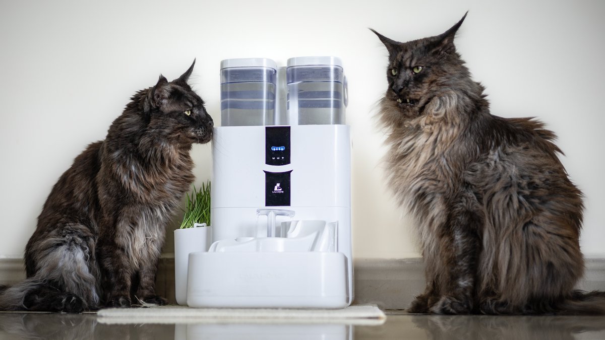 Felis Gallery by Robert Sijka tweet media