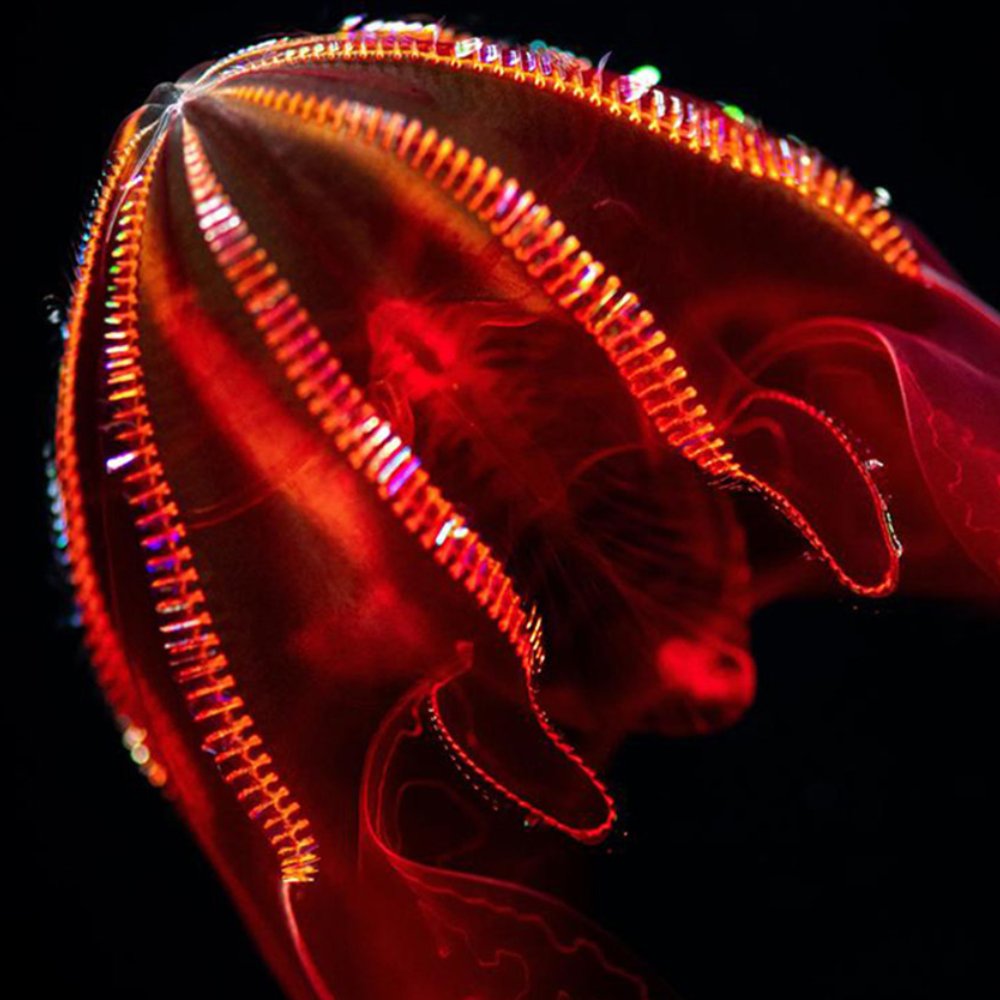 DeepSeaPod's tweet photo. ⚠️NEW EPISODE⚠️

Did you know that experts have figured out how to keep deep-sea animals in aquariums?

In our latest episode, we speak with aquarists at the Monterey Bay Aquarium as they tell us about the deep sea exhibit.

Listen:https://t.co/jNWMhjn3e6

📸Monterey Bay Aquarium https://t.co/I588tZze9Z