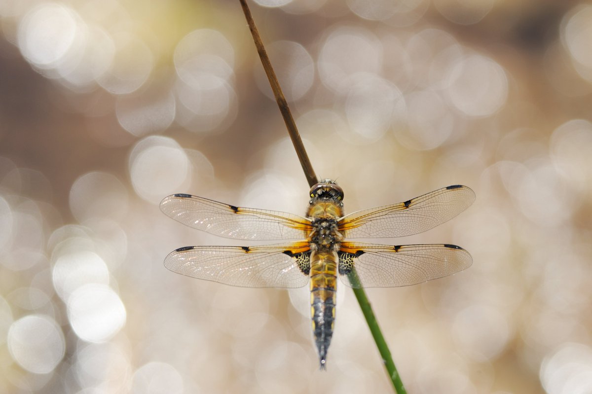 treesforlifeuk's tweet photo. The four-spotted chaser is a common dragonfly recognised by its two dark spots on the leading edge of each wing, and is regularly seen near the margins of shallow ponds at our @VisitDundreggan estate🌾#InsectWeek24 📷@ScotlandTBP https://t.co/XMFelcZ8q7