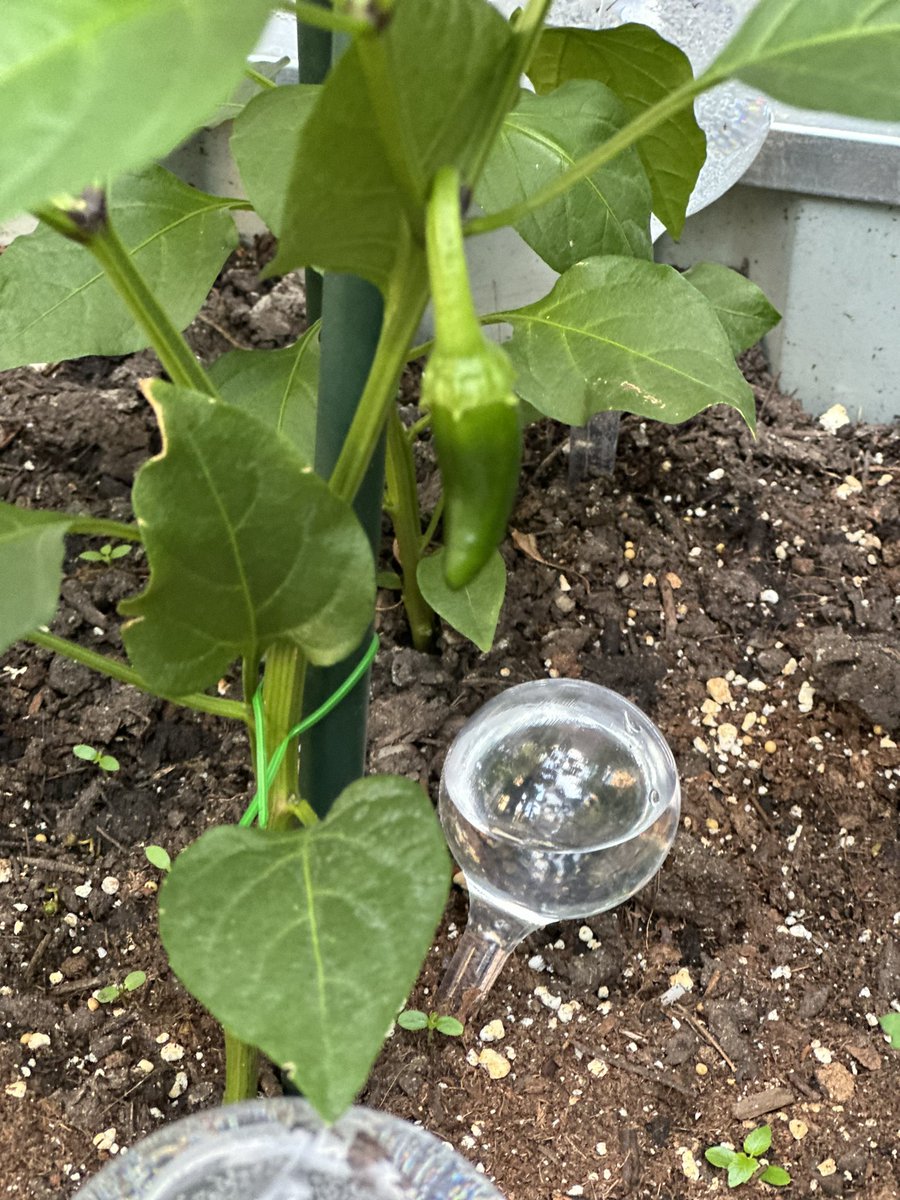 PilarWilkinsDOE's tweet photo. Mr. Ganung’s RSA GreenThumbs are excited to announce their first jalapeño pepper! Thank you to Ms. Sonia of Diamanté Garden in East Harlem for providing space for our artists to cultivate! 
#GreenThumbs #TheBestPerformingArtsSchoolinD4 #zerohunger #LetsFeedHarlem
#LOVE #COMMUNITY https://t.co/eUosXnNCPo