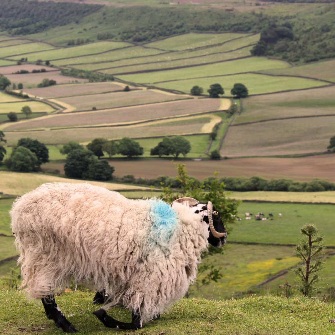 I mean just look at those views, one of the reasons we love exploring Yorkshire so much has to be the landscape but also the amount of sheep we see everyday! 

#visityorkshire #sightseeing #welovesheep

📸Our driver guide Ben