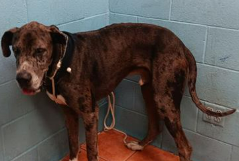 mapleveewesem's tweet photo. 💔Great Dane NOMAR is one of the newest adoptable dogs at Downey #California ACC. He's 3 yo & 101 lb😲The XL dogs are so hard to place. 😢Please share him widely to find big dog lovers for him. Ask here about fostering 4 rescue🙏 info⬇️
#A5632974 https://t.co/p3zPPWIK0n