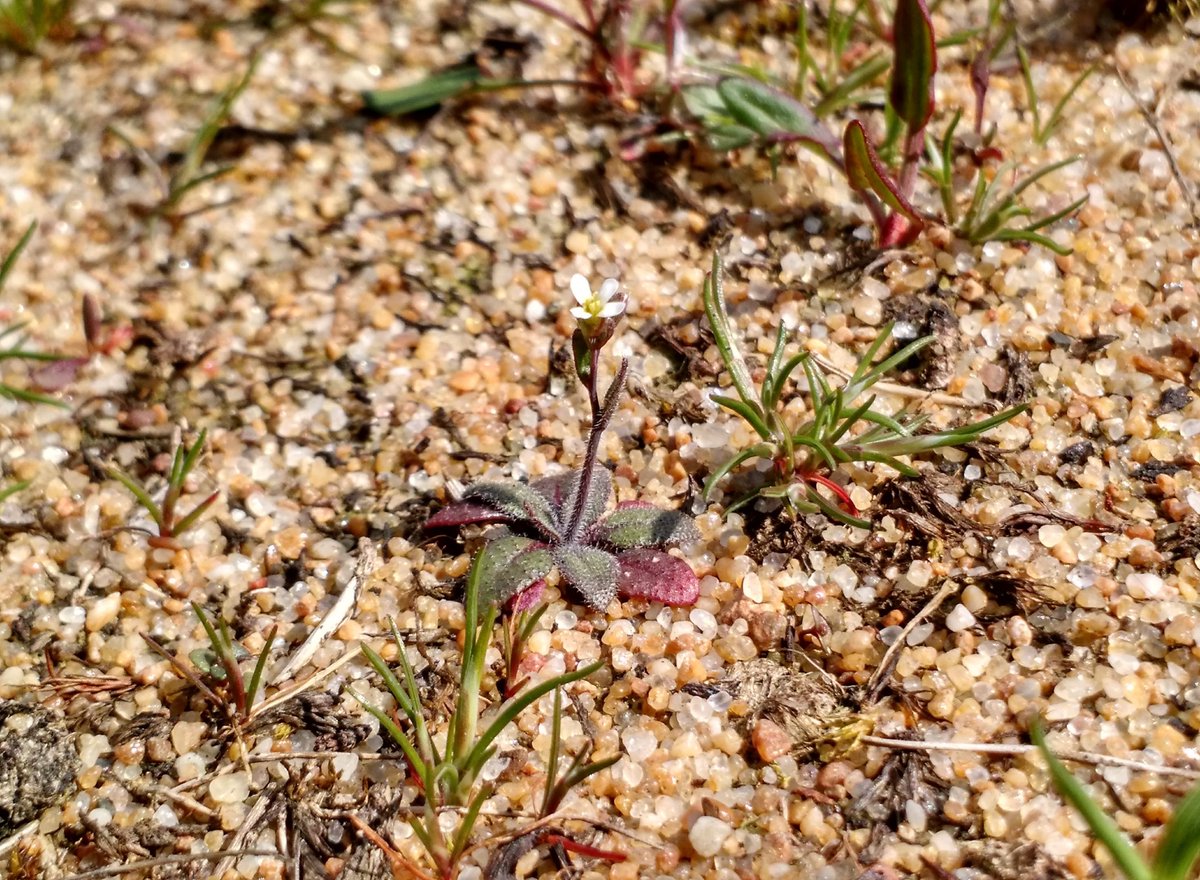 Moi Expósito-Alonso (#MOILAB) (@mexpositoalonso) on Twitter photo Excited about our @bioRxiv paper led by postdoc <a href="/MeganRRuffley/">Megan Ruffley, PhD</a> in our lab & <a href="/ulrich_lutz/">Uli Lutz | ulrich-lutz.bsky.social</a> from WeigelLab @PlantEvolution , using CRISPR on 50 Arabidopsis wild type populations to test our previous observation that under dry/hot climates there is a conflict between favoring Excited about our @bioRxiv paper led by postdoc <a href="/MeganRRuffley/">Megan Ruffley, PhD</a> in our lab & <a href="/ulrich_lutz/">Uli Lutz | ulrich-lutz.bsky.social</a> from WeigelLab @PlantEvolution , using CRISPR on 50 Arabidopsis wild type populations to test our previous observation that under dry/hot climates there is a conflict between favoring
