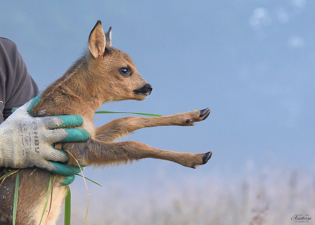 Erik de Jonge tweet media