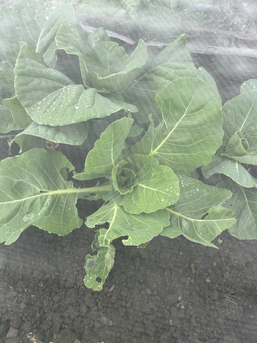 Toni0750's tweet photo. There’s no better feeling then seeing your hard work produce delicious edible fruit and vegetables #myallotment #allotment https://t.co/C6CfXfuoHA