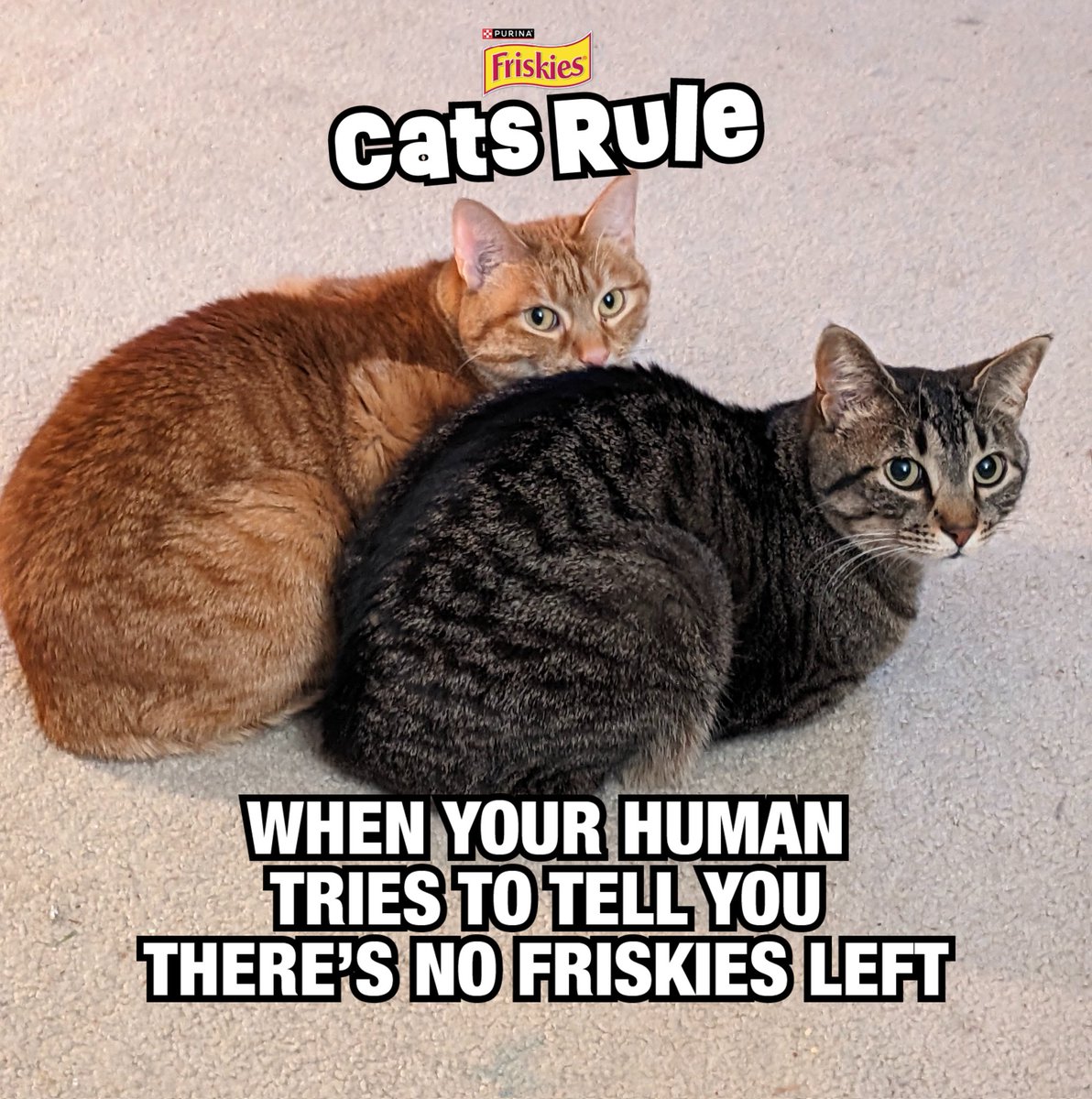 VinceClorthoKey's tweet photo. Any excuse to post my kitties! 😂 #FriskiesCatsRule https://t.co/pIqawscktL