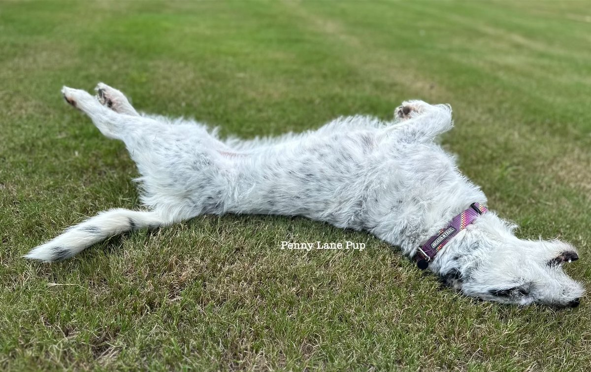 Penny_Lane_Pup's tweet image. I hope everypawdy is almost ready fur our Lawn Potato Fundraiser! In just a few days we will start raising money fur @FriendshipWorks and their PetPals pawgram to help da elderly combat loneliness and isolation! ❤️🌱🥔

#lawnpotato #pennylane #FurRachael