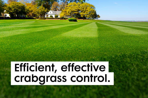 How to Control Crabgrass Effectively: Proven Strategies