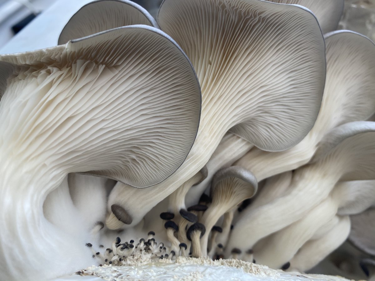 FarmBox_Foods's tweet image. A wave of blue oyster mushrooms. They were cultivated entirely in the 320-square-foot, self-contained mushroom farms we build and sell. We also teach you how to grow successfully and help with your initial PR campaign. Msg us at info@farmboxfoods.com