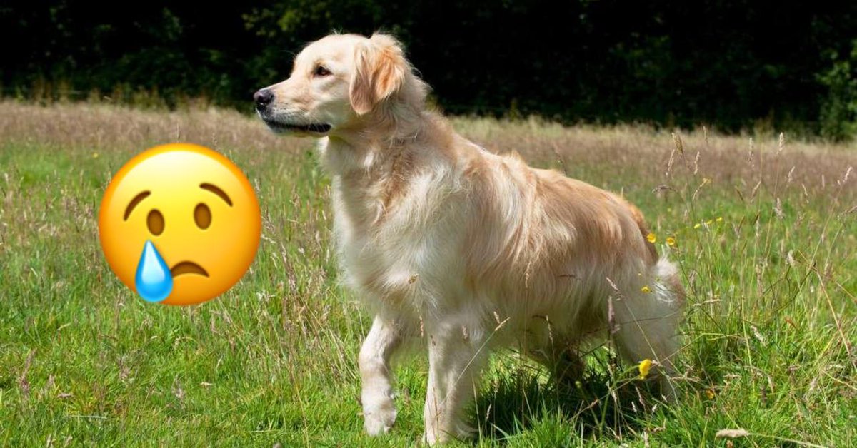 Wie kann man nur so zu seinem eigenen Hund sein? 💔 buzzfeed.at/buzz/64-kilome…