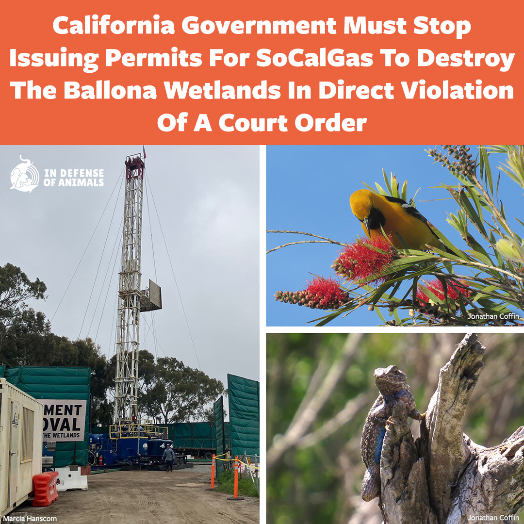 IDAUSA's tweet photo. A cease & desist letter went to the CA Dept of Fish & Wildlife & #SoCalGas for the cutting of trees & habitat clearing that impacted hooded orioles, western fence lizards, & others. Defend #BallonaWetlands
Take action: https://t.co/hbHhEGr3Vh
Pls RT and https://t.co/WsQAM7Y7np https://t.co/EkwlOVfSVj