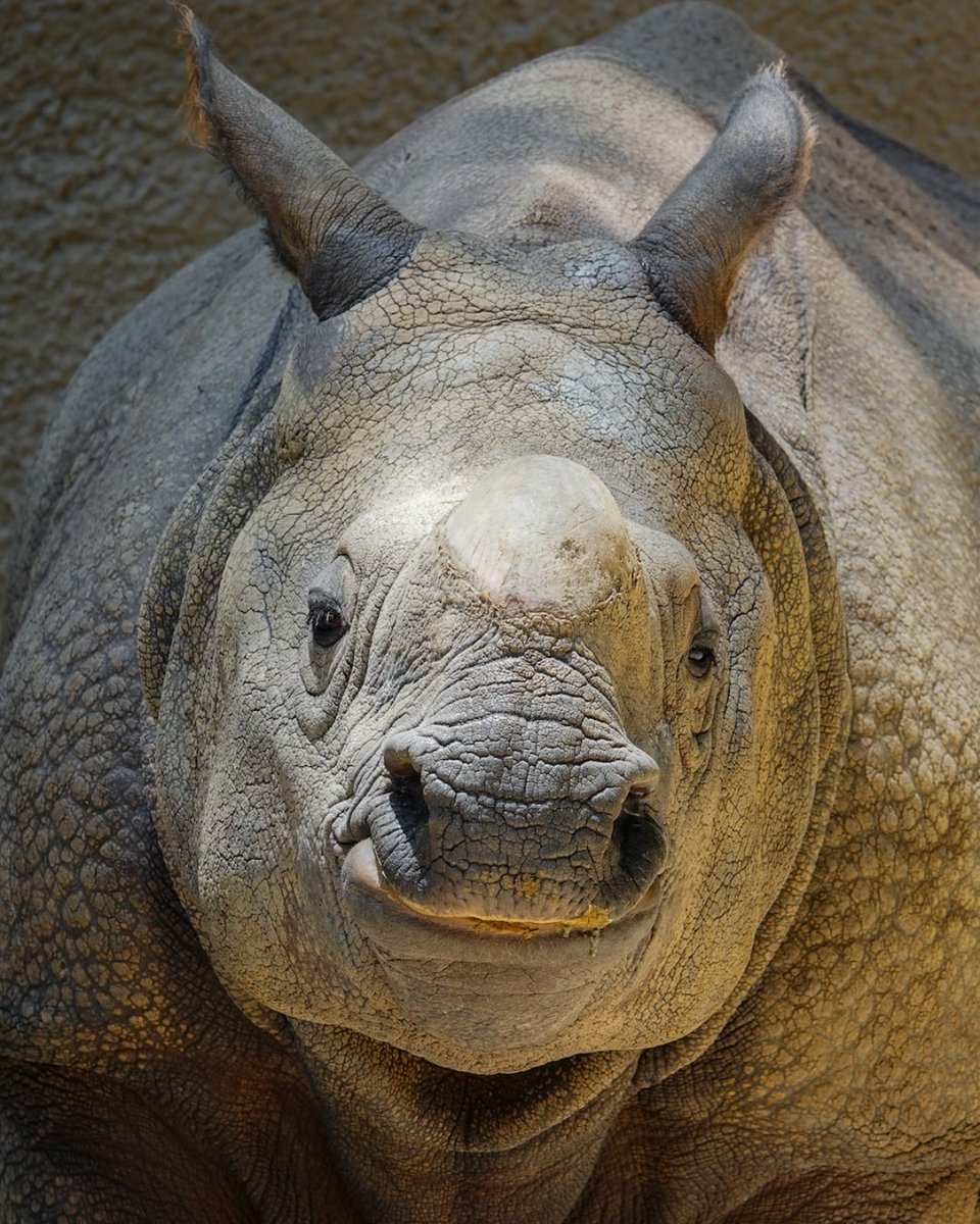 Some Marshall cuteness to brighten your feed. 🦏

📸: Lori Conley