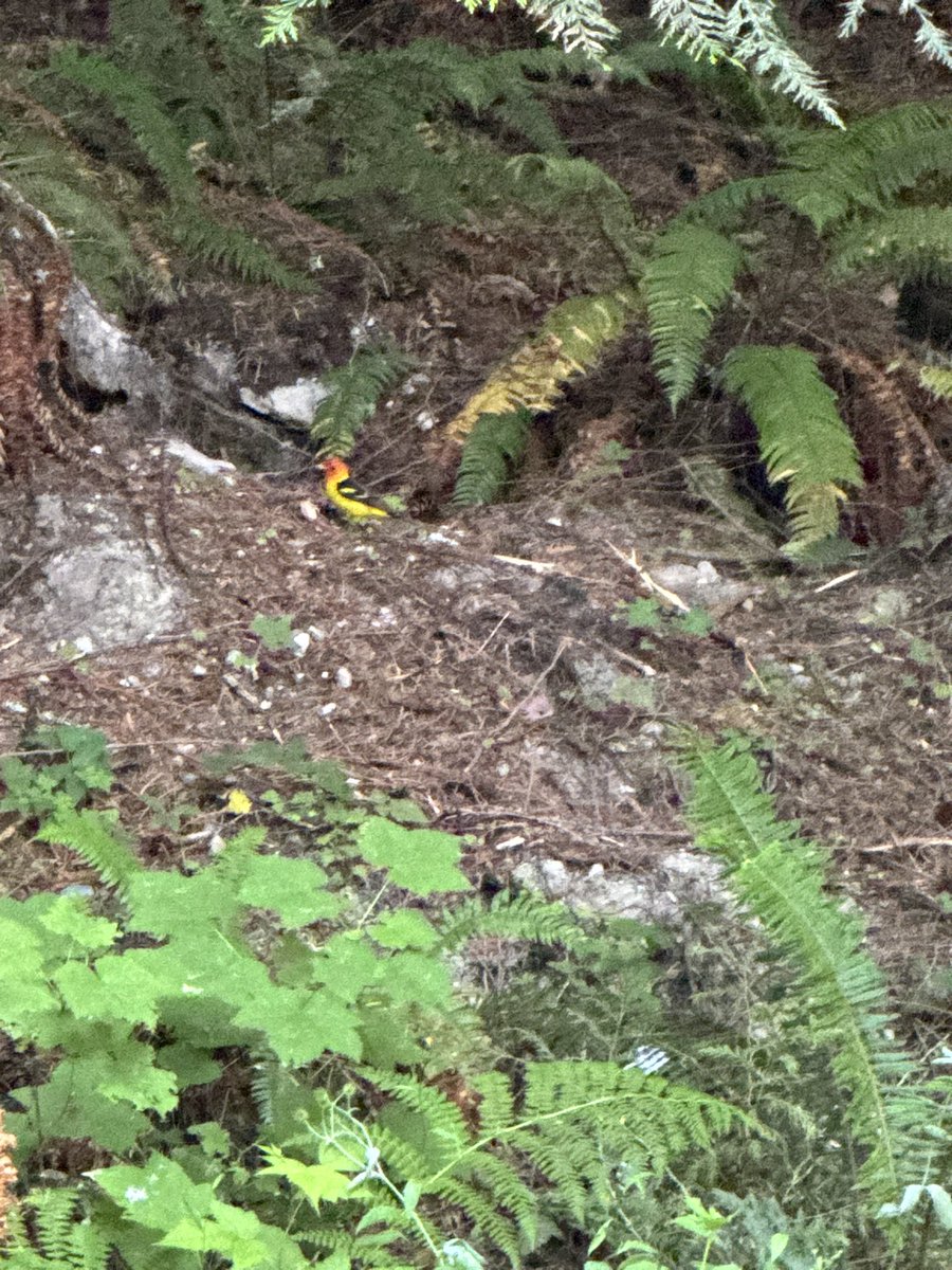 Rodney Crouse 🏳️‍🌈 tweet media