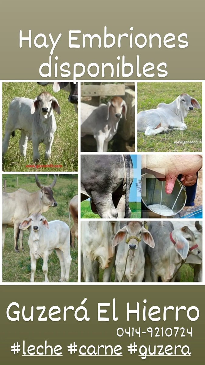 DISPONIBLES TORETES NOVILLAS EMBRIONES

Criamos ganado Guzerá DOBLE PROPÓSITO desde 1973. 

Rústicos pesados y lecheros bueno de carne y bueno de leche. Tel: 0414-9210724 Instagram:@ganadof1