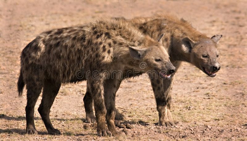 DΛЯIUSH tweet media