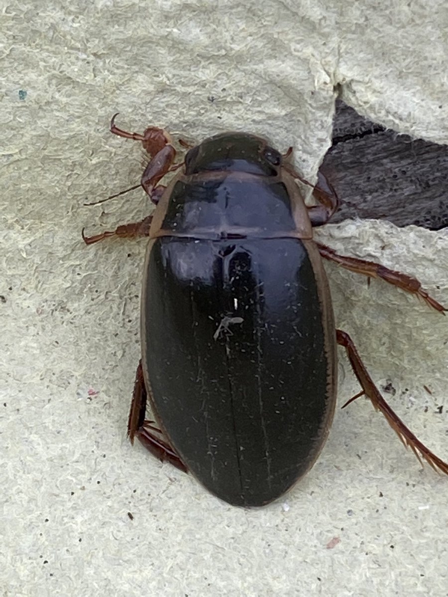 BrennanMartine's tweet photo. Great Diving Beetle from the moth trap overnight. @ColSocBI #mothbycatch https://t.co/YsCQo2Adyo