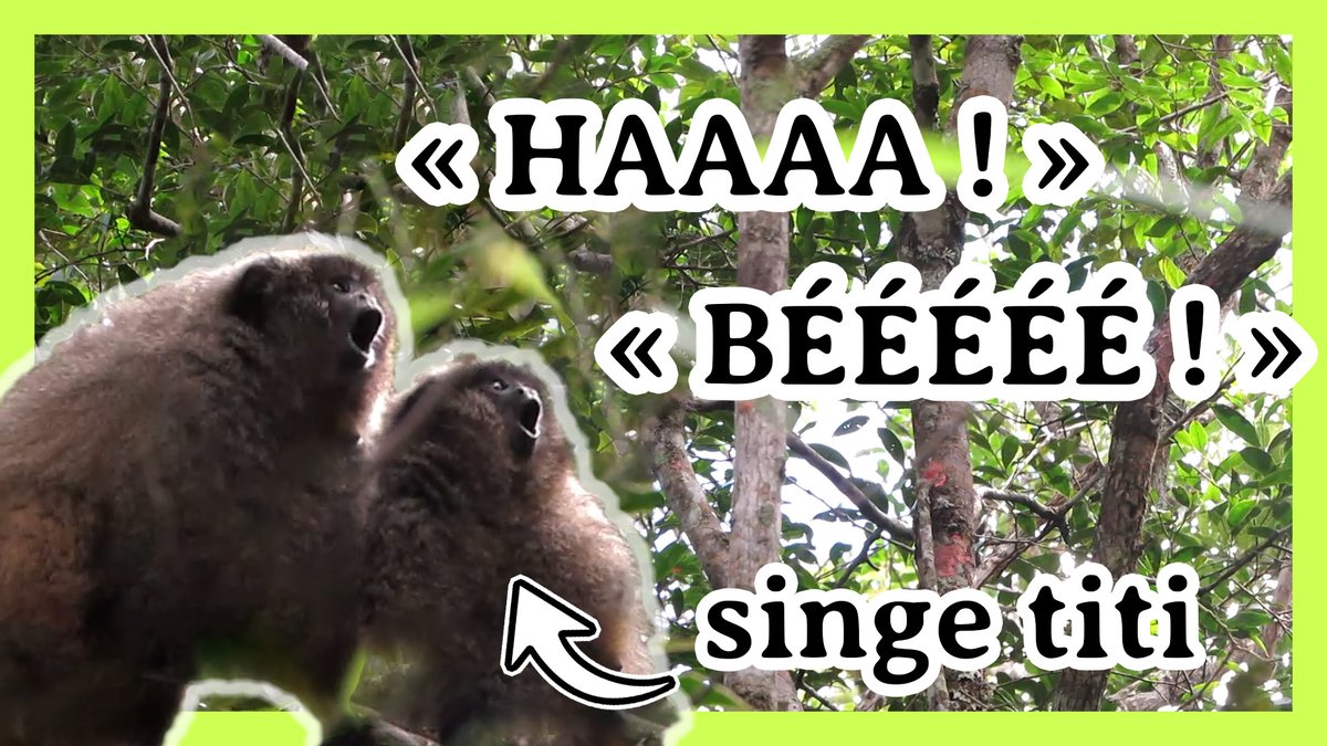 [Nouvelle vidéo !!!] Dans la forêt brésilienne, des petits singes pas très connus poussent de drôles de cris, encore en cours d’élucidation par les chercheur·e·s. 

youtube.com/watch?v=-6vOkV…

Avec <a href="/BerthetMelissa/">Mélissa Berthet</a>, petit tour dans le monde fascinant de la linguistique des titis !