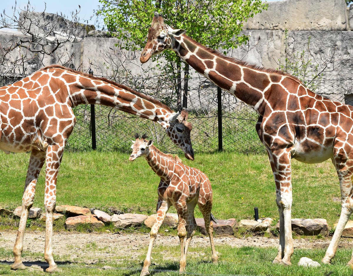 June is National Zoo and Aquarium Month 🦁🦈! It's the perfect time to grab the kids and head to one of Indiana's wonderful zoos. Here are a few to checkout: 

-Indianapolis Zoo 
-Fort Wayne Children's Zoo 
-Mesker Park Zoo
-Washington Park Zoo
-Colombian Park Zoo