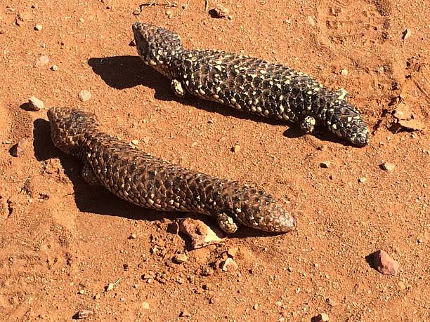 arojinle1's tweet photo. 3. SHINGLEBACK LIZARDS 

I once wrote about this lizard whose bead and tail look alike. If a shingleback closes it eyes. You will find it difficult to know which end is head or which is tail.

Anyways, to the discussion at hand. Female shinglebacks give birth to their babies alive. They usually give birth to two babies. The combined weight of the babies is about ⅓rd of her weight. That's like a woman giving birth to an 8 year old baby.